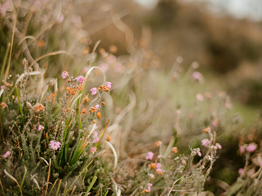 Wildflowers in a grassy field